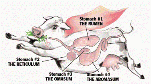 cowstomach